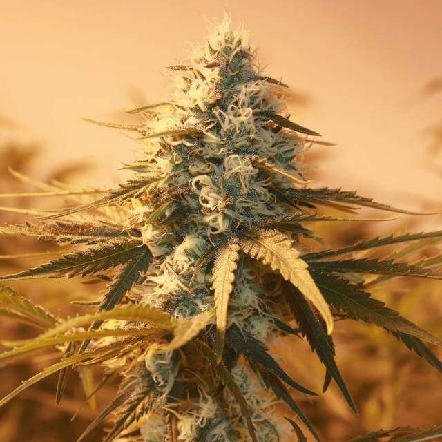 Nirvana Seeds AK48 feminisiert
