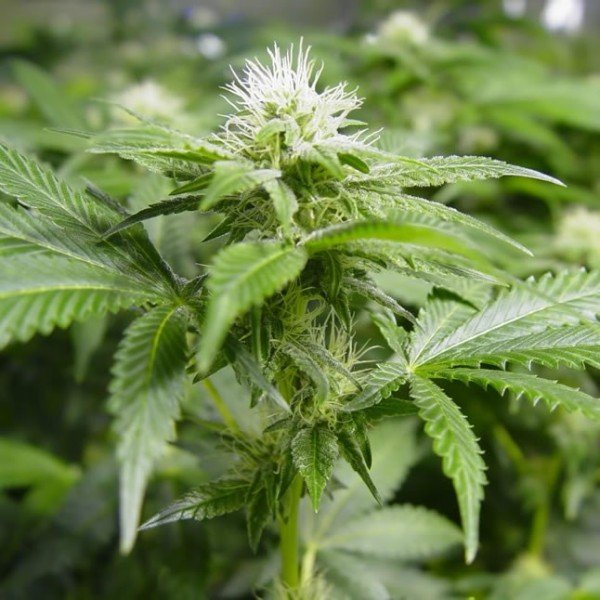 Nirvana Seeds White Widow feminisiert