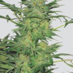 Nirvana Seeds AK-48 regulär