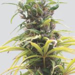 Nirvana Seeds Hawaii Maui Waui regulär