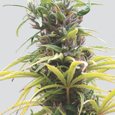 Nirvana Seeds Hawaii Maui Waui regulär