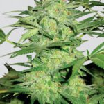 Nirvana Seeds Northern Light regulär