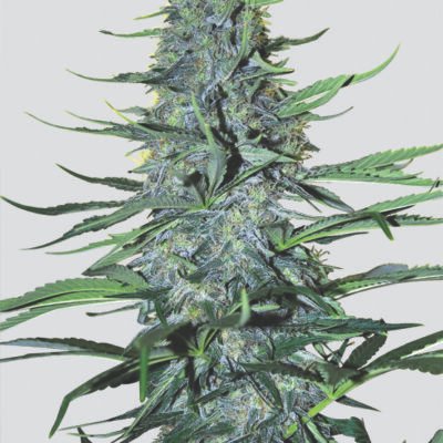 Nirvana Seeds White Widow regulär