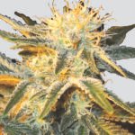 Nirvana Seeds Ice regulär