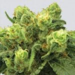 Nirvana Seeds Big Bud feminisiert