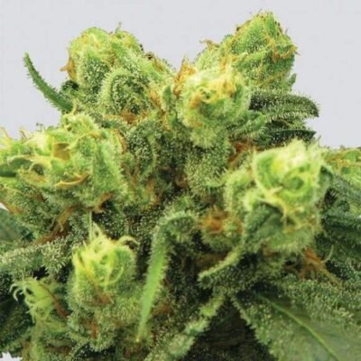 Nirvana Seeds Big Bud feminisiert