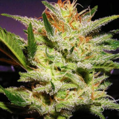 Nirvana Seeds Amnesia Haze Auto feminisiert