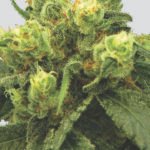 Nirvana Seeds Big Bud regulär
