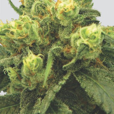 Nirvana Seeds Big Bud regulär
