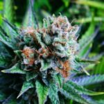 Nirvana Seeds Blue Dream feminisiert