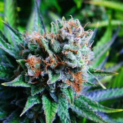 Nirvana Seeds Blue Dream feminisiert