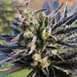 Nirvana Seeds K2 feminisiert