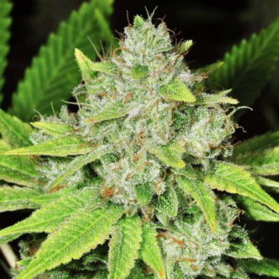 Nirvana Seeds Original Glue Auto feminisiert