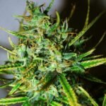 Nirvana Seeds Top 44 feminisiert