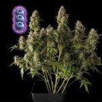 Seedsman Blueberry Auto feminisiert