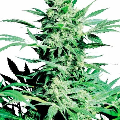 Sensi Seeds Shiva Skunk feminisiert