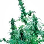 Sensi Seeds Early Skunk feminisiert