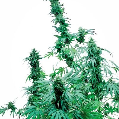 Sensi Seeds Early Skunk feminisiert