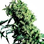 Sensi Seeds NL#5 x Haze feminisiert