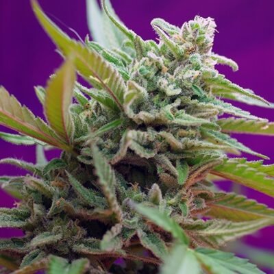 Sweet Seeds Black Jack Auto feminisiert