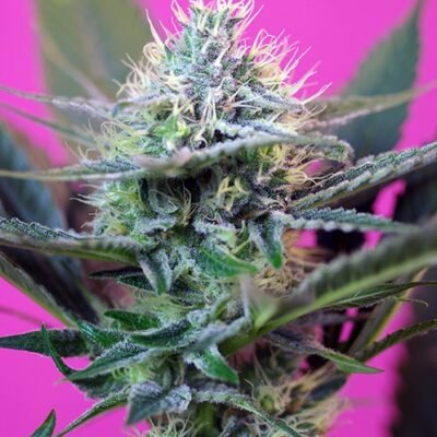 Sweet Seeds Speed + Auto feminisiert