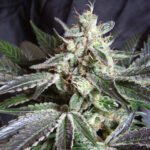 Sweet Seeds Black Jack feminisiert
