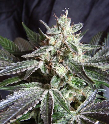 Sweet Seeds Black Jack feminisiert