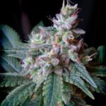 Sweet Seeds Cream Caramel feminisiert