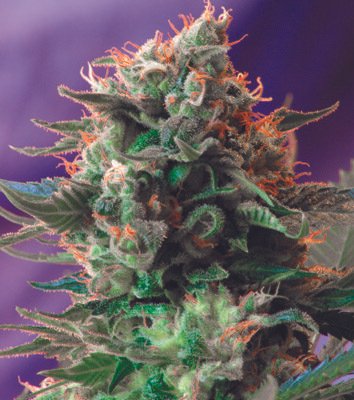Sweet Seeds Jack 47 feminisiert