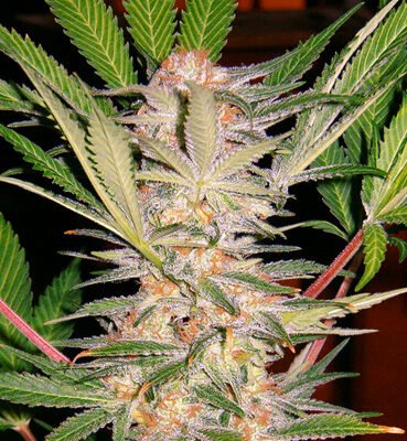 Sweet Seeds S.A.D. Sweet Afghani Delicious S1 feminisiert