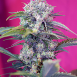 Sweet Seeds Cream Mandarine Auto feminisiert