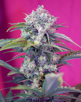 Sweet Seeds Cream Mandarine Auto feminisiert
