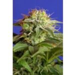 Sweet Seeds Green Poison F1 FAST Version feminisiert