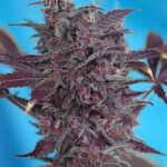 Sweet Seeds Black Cream Auto feminisiert