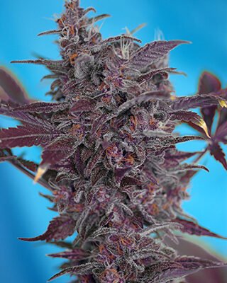 Sweet Seeds Black Cream Auto feminisiert
