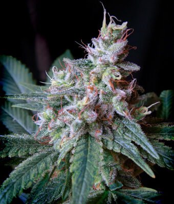 Sweet Seeds Cream Caramel F1 FAST Version feminisiert