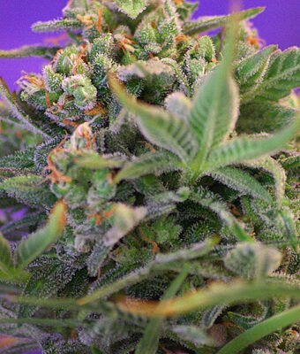 Sweet Seeds Sweet Cheese F1 FAST Version feminisiert
