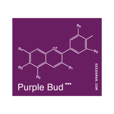 Seedsman Purple Bud regulär