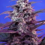 Sweet Seeds Bloody Skunk Auto feminisiert