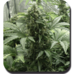 Buddha Seeds White Dwarf Auto feminisiert