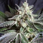 Sweet Seeds Black Jack F1 FAST Version feminisiert
