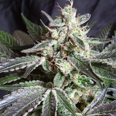 Sweet Seeds Black Jack F1 FAST Version feminisiert