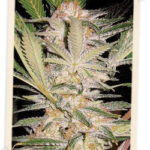 Sweet Seeds S.A.D. F1 FAST Version feminisiert