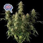 Seedsman Amnesia Auto feminisiert