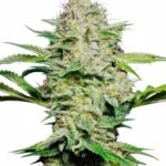 Sensi Seeds Sensi Skunk Auto feminisiert