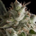 Pyramid Seeds Fresh Candy feminisiert