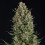 Pyramid Seeds Wembley feminisiert
