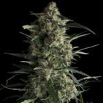 Pyramid Seeds Galaxy feminisiert
