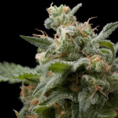 Pyramid Seeds Super Hash feminisiert