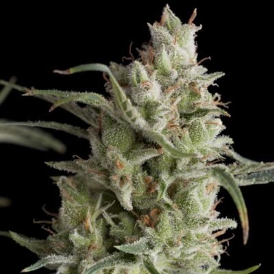 Pyramid Seeds Super OG Kush feminisiert